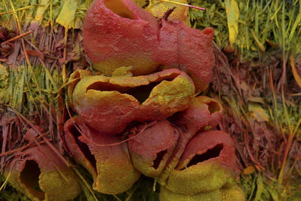 <b>Paul Emmanuel</b>, <i>Farm Shop</i> 2012