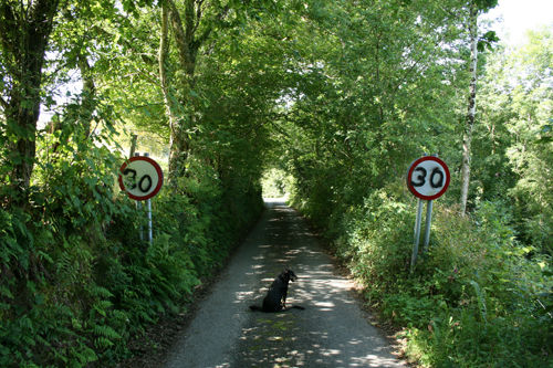 <b>Huw Andrews</b>, <i>Things Youll Need: Camera & Dog (Treats Negotiable)</i> 2011