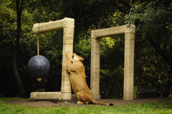 <i>It’s got such good heart</i> (documentation at Chapultepec Zoo, Mexico City), Iron, rope, rubber, 3x3x3m, 2012. © Ryan Gander. Courtesy of Museo Tamayo <i>It’s got such good heart</i> (documentation at Chapultepec Zoo, Mexico City), Iron, rope, rubber, 3x3x3m, 2012. © Ryan Gander. Courtesy of Museo Tamayo