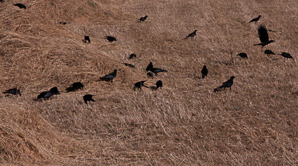 Still from <i>Holy Precursor</i>, HD video with stereo sound, 14′ 13″, 2011