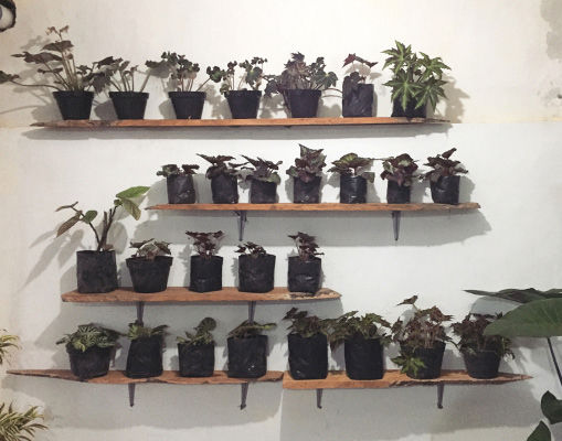 Edita Atmaja, <i>Botanica 2.1: A Begonia In Exchange For An Anthurium (Day 1)</i>, 2017 Edita Atmaja, <i>Botanica 2.1: A Begonia In Exchange For An Anthurium (Day 1)</i>, 2017