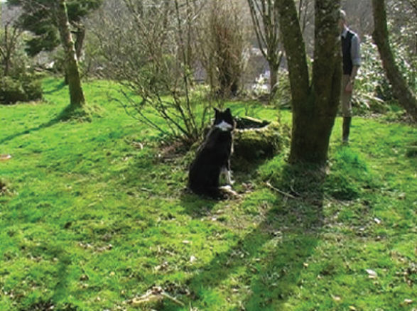 <i>Arboriculture, to a Dog</i> 2009