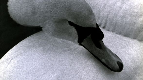 Swan, Alia Syed, 1987. Dur 5, 16mm