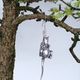<b>Bedwyr Williams</b>, <i>Manawydan a`r Llygoden</i>, Silver Mouse earring, Larch bonsai tree, 2010. Courtesy the artist and Ceri Hand Gallery