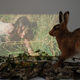 Rebecca Spooner, The White Stag