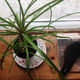 Claire Prosser, <i>Windowsill Exchange Project</i>, 2015