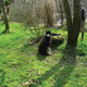 <i>Arboriculture, to a Dog</i> 2009