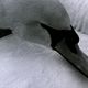 Swan, Alia Syed, 1987. Dur 5, 16mm